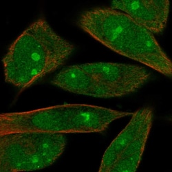 Invitrogen MOB1A Polyclonal Antibody 100 &mu;L; Unconjugated:Antibodies,