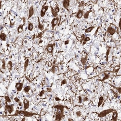 Invitrogen Oxytocin Polyclonal Antibody 100 &mu;L | Buy Online | Invitrogen&trade; | Fisher Scientific