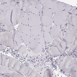Invitrogen Oxytocin Polyclonal Antibody 100 &mu;L | Buy Online | Invitrogen&trade; | Fisher Scientific