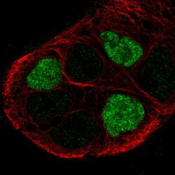 Invitrogen GPR161 Polyclonal Antibody 100 &mu;L; Unconjugated:Antibodies,
