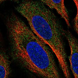 Invitrogen CLEC2A Polyclonal Antibody 100 &mu;L; Unconjugated:Antibodies,