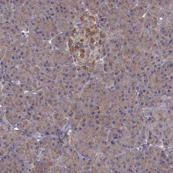 Invitrogen FNIP2 Polyclonal Antibody 100 μL; Unconjugated:Antibodies,
