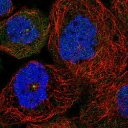 Invitrogen SDCCAG8 Polyclonal Antibody:Antibodies:Primary Antibodies