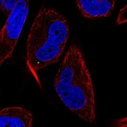 Invitrogen MAP1LC3C Polyclonal Antibody 100 &mu;L; Unconjugated:Antibodies,