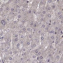 Invitrogen PLEKHG3 Polyclonal Antibody:Antibodies:Primary Antibodies