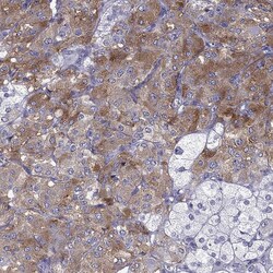 Invitrogen SCG5 Polyclonal Antibody 100 &mu;L; Unconjugated:Antibodies,