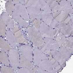 Invitrogen SCG5 Polyclonal Antibody 100 &mu;L; Unconjugated:Antibodies,