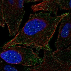 Invitrogen JAM2 Polyclonal Antibody 100 &mu;L; Unconjugated:Antibodies,