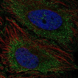 Invitrogen TNFAIP8L3 Polyclonal Antibody 100 &mu;L; Unconjugated:Antibodies,