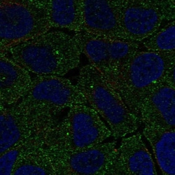 Invitrogen FCHO2 Polyclonal Antibody 100 &mu;L; Unconjugated:Antibodies,