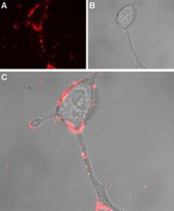 TRPA1 (extracellular) Polyclonal Antibody, Invitrogen 50 &mu;L; Unconjugated:Antibodies,