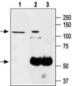 TRPA1 (extracellular) Polyclonal Antibody, Invitrogen 50 &mu;L; Unconjugated:Antibodies,