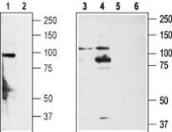TRPA1 (extracellular) Polyclonal Antibody, Invitrogen 50 &mu;L; Unconjugated:Antibodies,