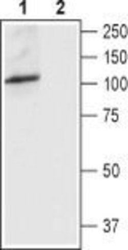 TRPV4 (extracellular) Polyclonal Antibody, Invitrogen 50 &mu;L; Unconjugated:Antibodies,