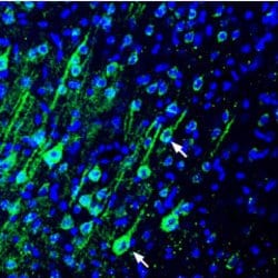 PMCA4 ATPase Polyclonal Antibody, Invitrogen 50 &mu;L; Unconjugated:Antibodies,