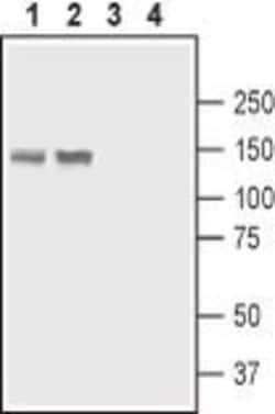 PMCA4 ATPase Polyclonal Antibody, Invitrogen 50 &mu;L; Unconjugated:Antibodies,