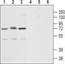 CXCR2 (extracellular) Polyclonal Antibody, Invitrogen 50 &mu;L; Unconjugated:Antibodies,