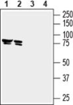 SLC22A3 (extracellular) Polyclonal Antibody, Invitrogen 50 &mu;L; Unconjugated:Antibodies,