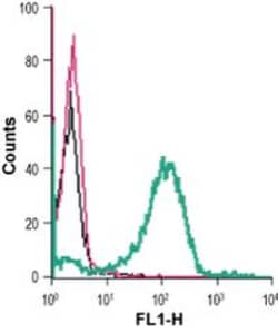 GPR43 (extracellular) Polyclonal Antibody, Invitrogen 50 &mu;L; Unconjugated:Antibodies,