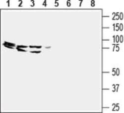GPR43 (extracellular) Polyclonal Antibody, Invitrogen 50 &mu;L; Unconjugated:Antibodies,