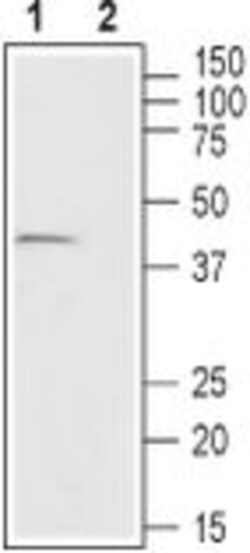 GPR43 Polyclonal Antibody, Invitrogen 50 &mu;L; Unconjugated:Antibodies,