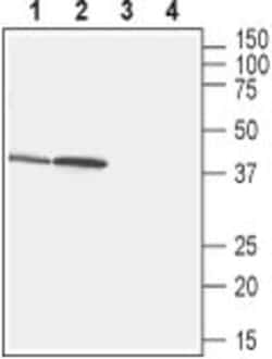 GPR43 Polyclonal Antibody, Invitrogen 50 &mu;L; Unconjugated:Antibodies,
