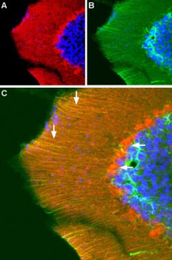 GluR3 (extracellular) Polyclonal Antibody, Invitrogen 50 &mu;L; Unconjugated:Antibodies,