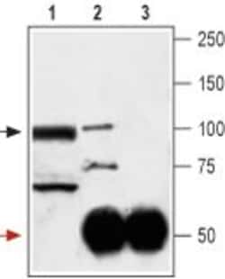 GluR3 (extracellular) Polyclonal Antibody, Invitrogen 50 &mu;L; Unconjugated:Antibodies,