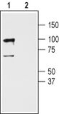 GluR3 (extracellular) Polyclonal Antibody, Invitrogen 50 &mu;L; Unconjugated:Antibodies,