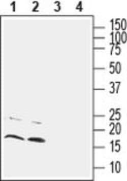 CNIH2/CNIH3 (extracellular) Polyclonal Antibody, Invitrogen 50 &mu;L; Unconjugated:Antibodies,