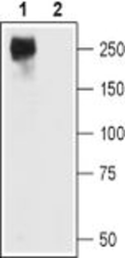 CaV1.2 Polyclonal Antibody, Invitrogen 50 &mu;L; Unconjugated:Antibodies,