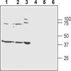 Kir4.1 (KCNJ10) Polyclonal Antibody, Invitrogen 50 &mu;L; Unconjugated:Antibodies,