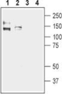 KCNMA1 Polyclonal Antibody, Invitrogen 50 &mu;L; Unconjugated:Antibodies,