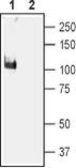KCNMA1 Polyclonal Antibody, Invitrogen 50 &mu;L; Unconjugated:Antibodies,