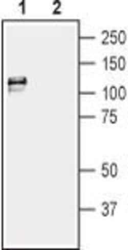 KCNMA1 Polyclonal Antibody, Invitrogen 50 &mu;L; Unconjugated:Antibodies,