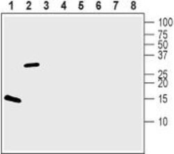 BDNF Polyclonal Antibody, Invitrogen 50 &mu;L; Unconjugated:Antikörper