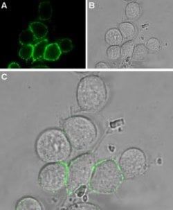 TRPV2 (extracellular) Polyclonal Antibody, Invitrogen 50 &mu;L; Unconjugated:Antibodies,