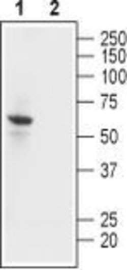 Kir2.1 (KCNJ2) Polyclonal Antibody, Invitrogen 50 &mu;L | Buy Online | Invitrogen | Fisher Scientific