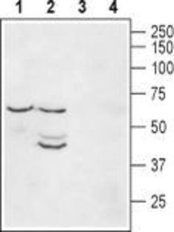 Kir2.1 (KCNJ2) Polyclonal Antibody, Invitrogen 50 &mu;L | Buy Online | Invitrogen | Fisher Scientific