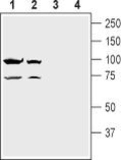 NMDAR1 (extracellular) Polyclonal Antibody, Invitrogen 50 &mu;L; Unconjugated:Antibodies,