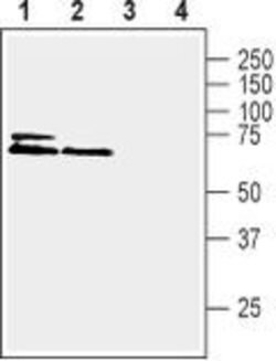 KCNK2 Polyclonal Antibody, Invitrogen 50 &mu;L | Buy Online | Invitrogen | Fisher Scientific