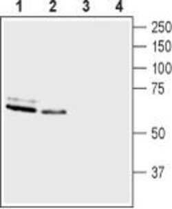 ASIC3 Polyclonal Antibody, Invitrogen 50 &mu;L; Unconjugated:Antibodies,