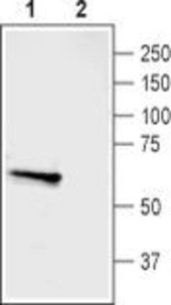 ASIC3 Polyclonal Antibody, Invitrogen 50 &mu;L; Unconjugated:Antibodies,