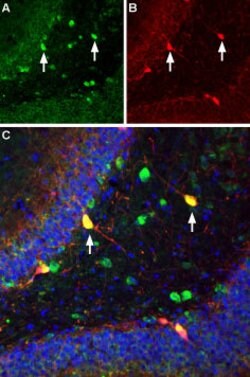 ASIC1 Polyclonal Antibody, Invitrogen 50 &mu;L; Unconjugated:Antibodies,