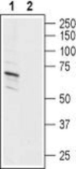 ASIC1 Polyclonal Antibody, Invitrogen 50 &mu;L; Unconjugated:Antibodies,