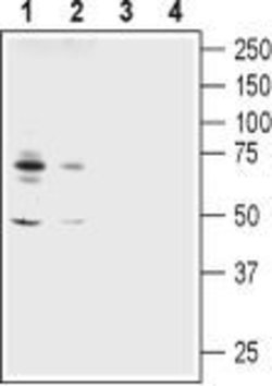 ASIC1 Polyclonal Antibody, Invitrogen 50 &mu;L; Unconjugated:Antibodies,