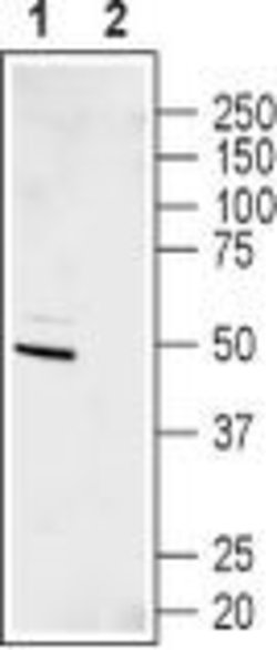 Kir6.2 (KCNJ11) Polyclonal Antibody, Invitrogen 50 &mu;L; Unconjugated:Antibodies,