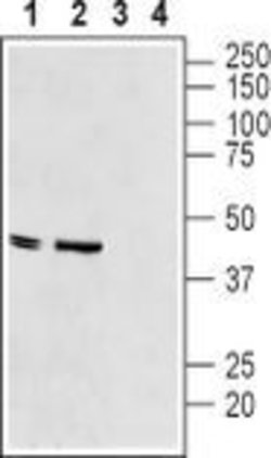 Kir6.2 (KCNJ11) Polyclonal Antibody, Invitrogen 50 &mu;L; Unconjugated:Antibodies,