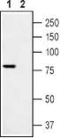 TRPV1 Polyclonal Antibody, Invitrogen 50 &mu;L; Unconjugated:Antibodies,