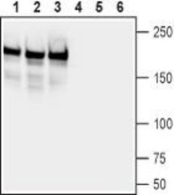 Neurofascin Polyclonal Antibody, Invitrogen 50 &mu;L; Unconjugated:Antibodies,